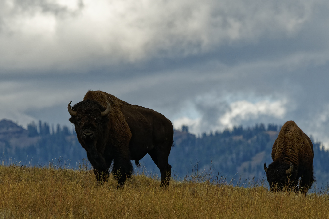 Buffalo on ridge in Yellowstone