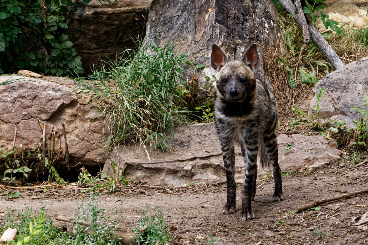 African Wild Dog