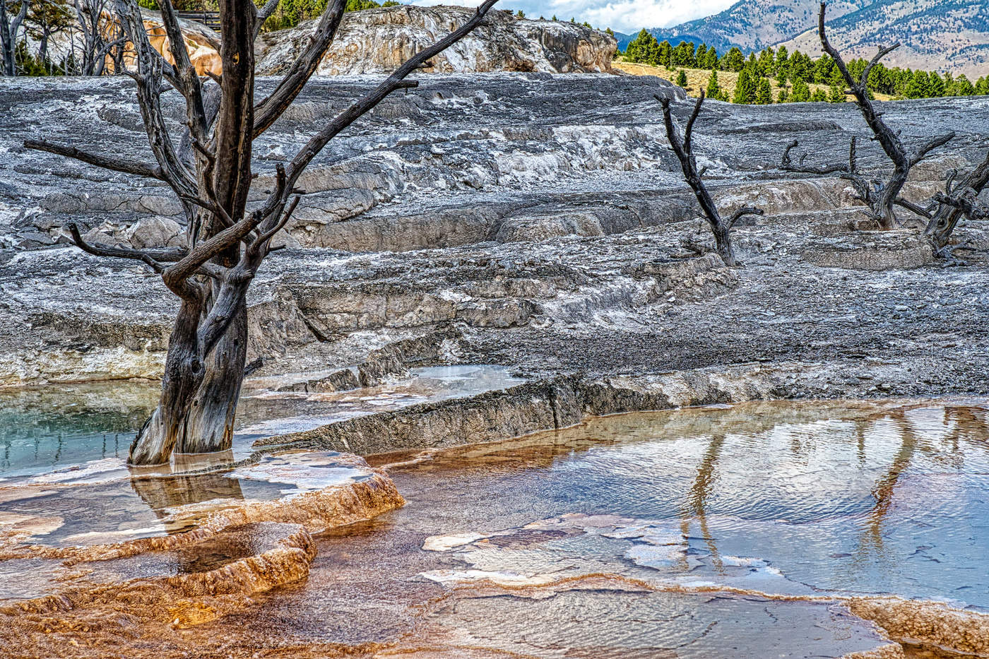 Dead Tree in Yellowstone