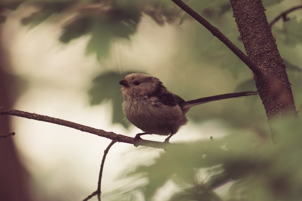 Long-tailed Tit