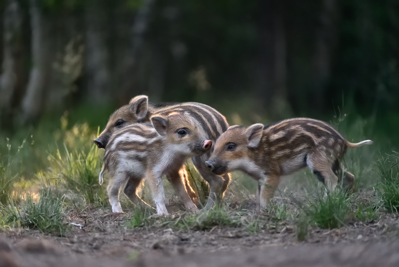 Lassen Sie uns spielen?