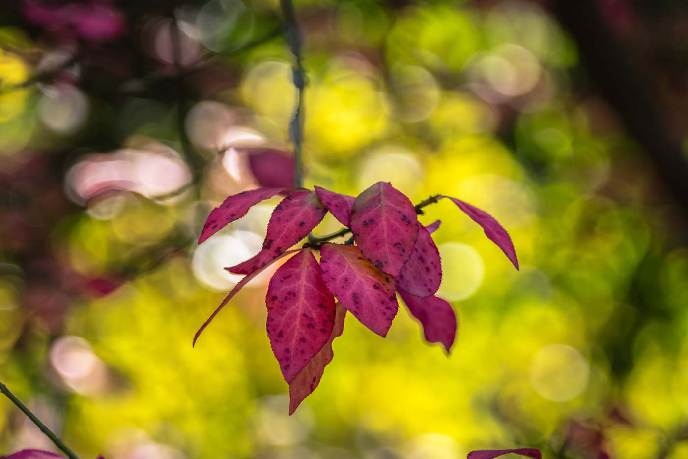 Las hojas del otoño