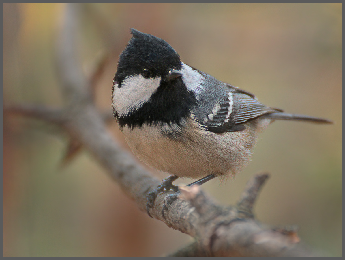 in den herbstlichen Wald