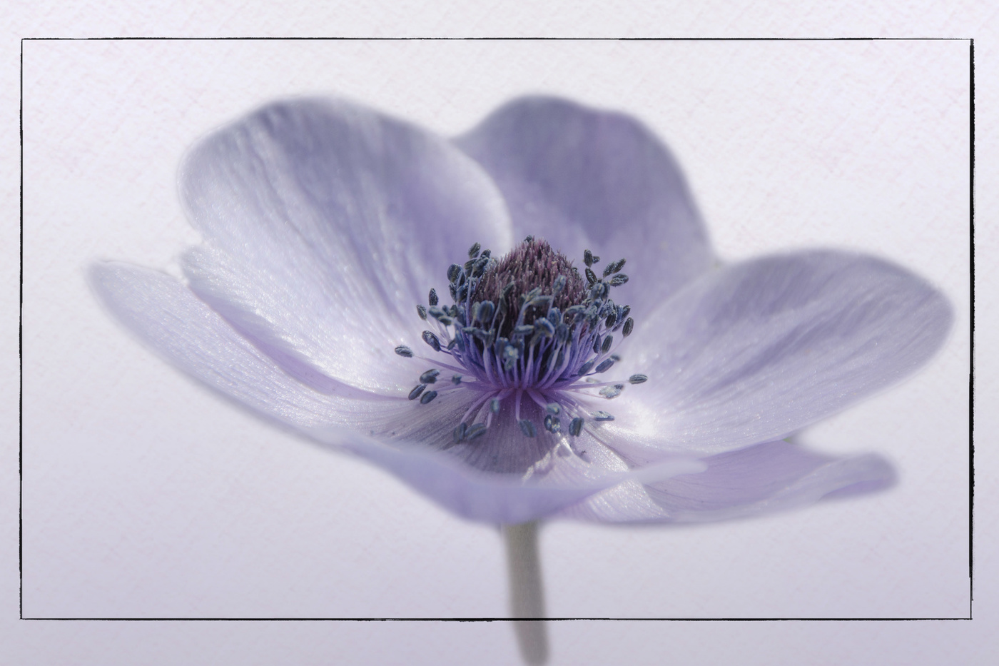 Anemone