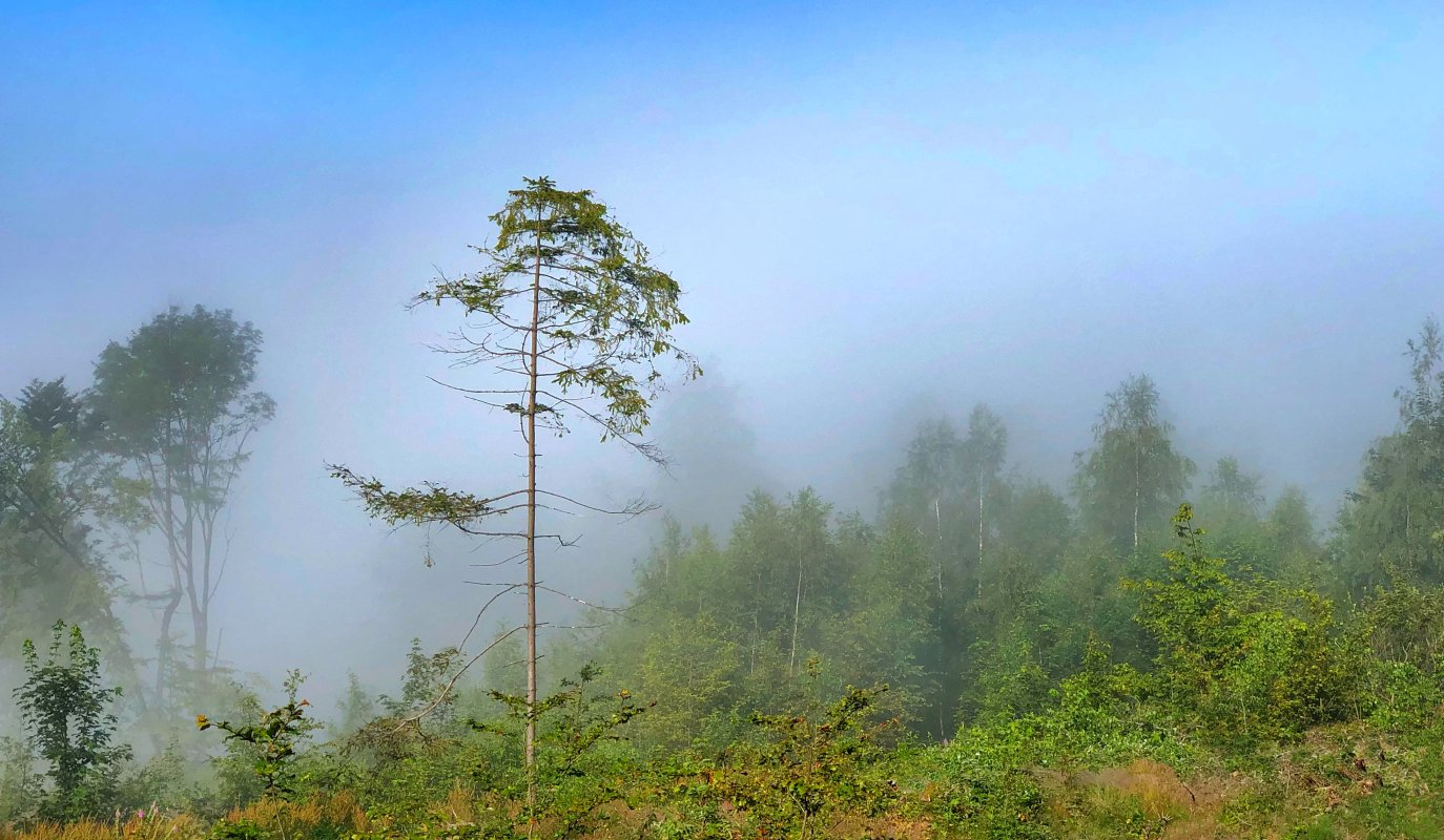 Wenn der Nebel geht weg