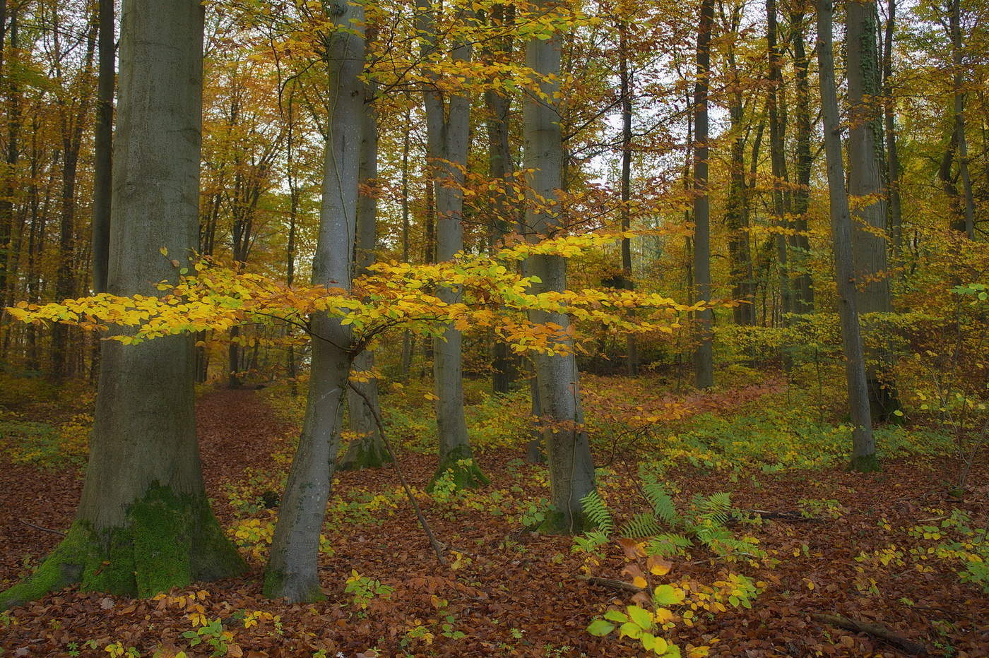 Herbst im Wald