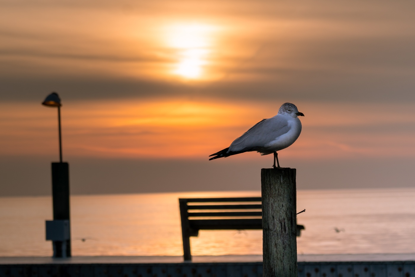 Seagull at sunset