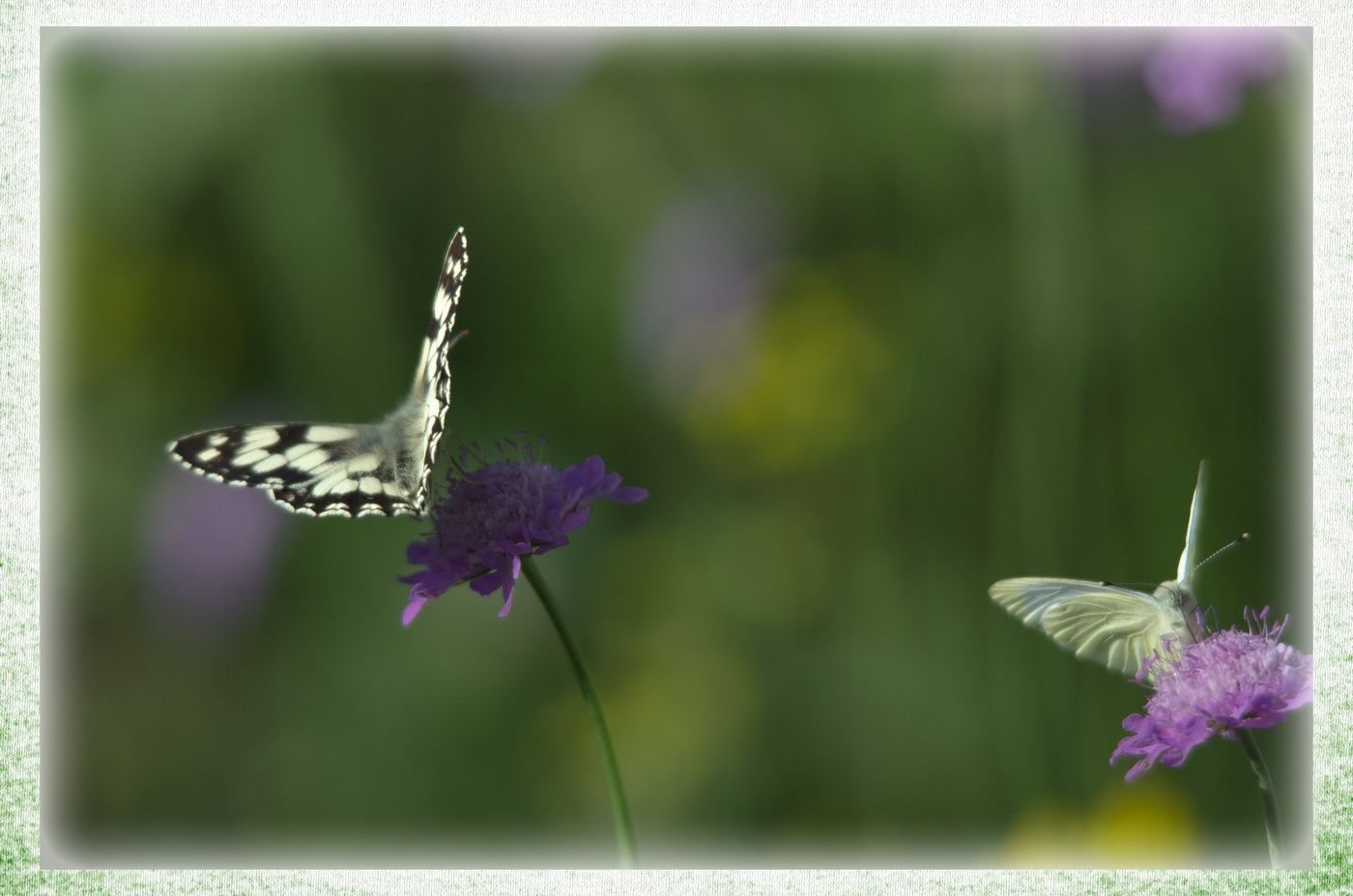 Two Butterfly