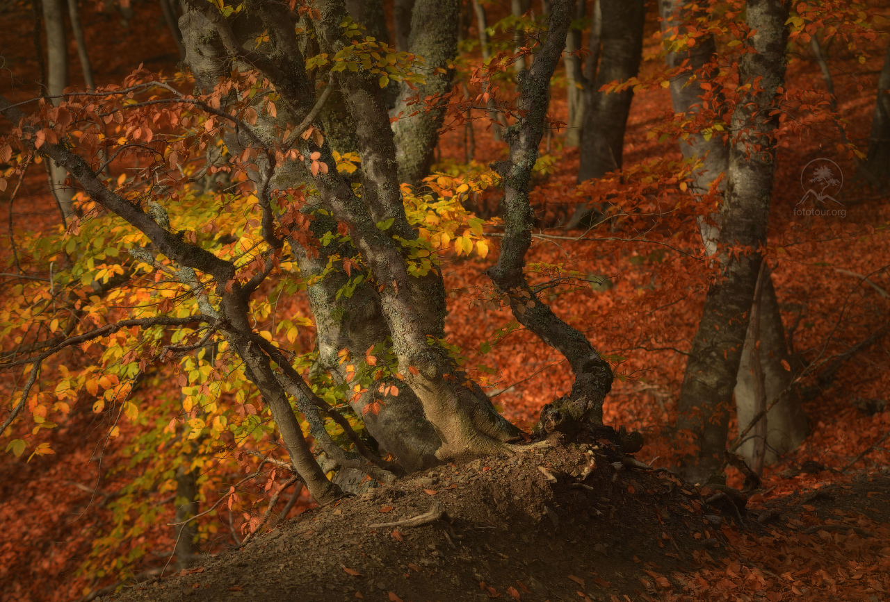 Autumn forest