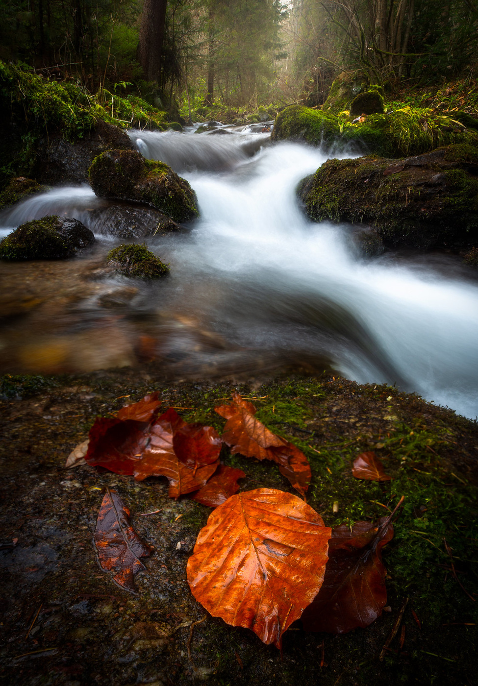 Autumn stream