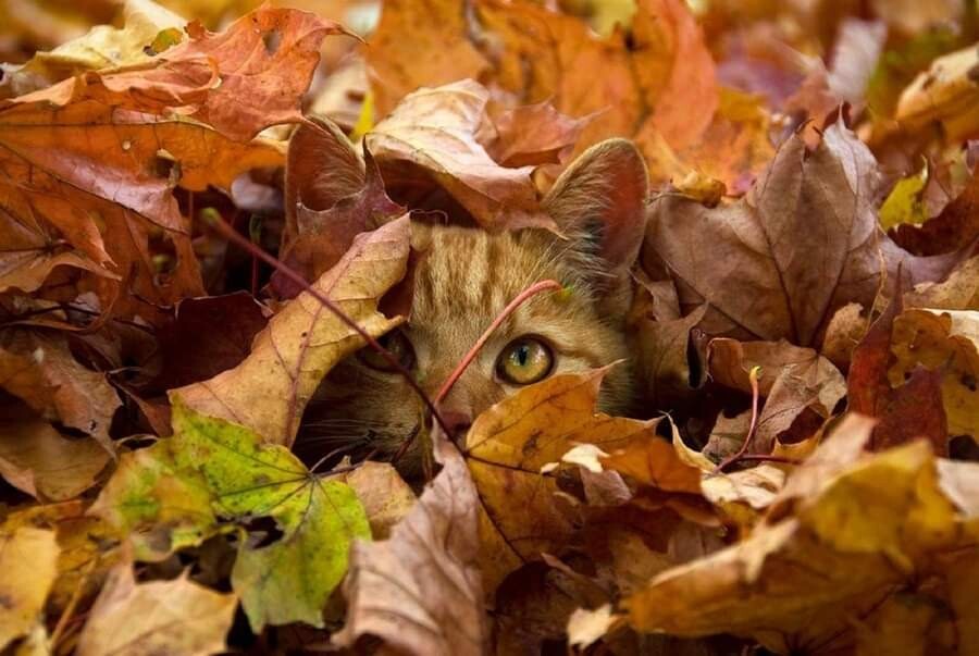 Autumn Cat