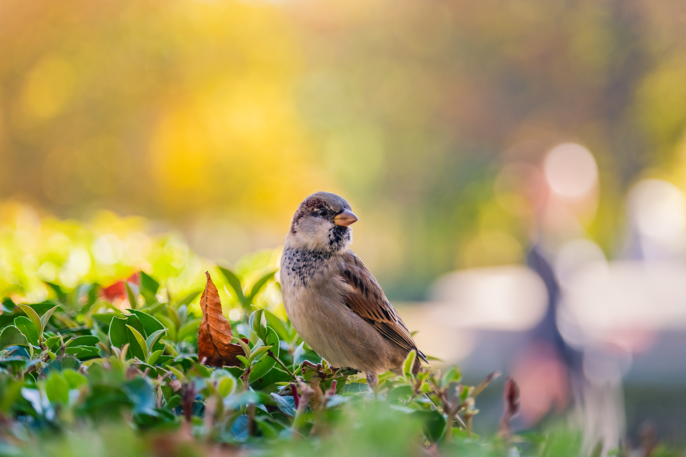 Contrastes de la fotografía.