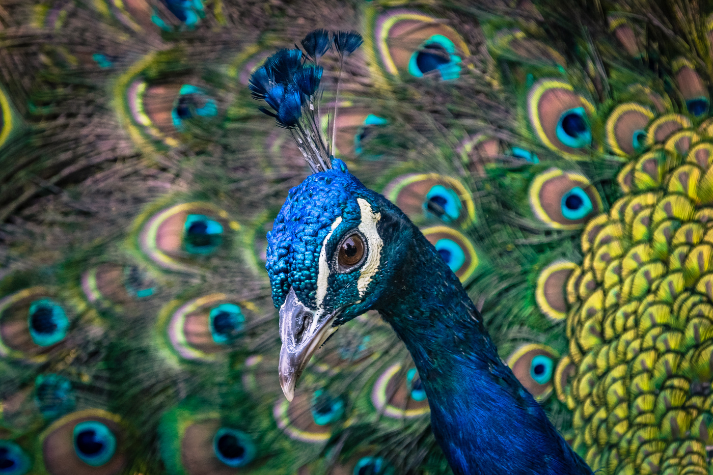 Un pavo para la navidad.