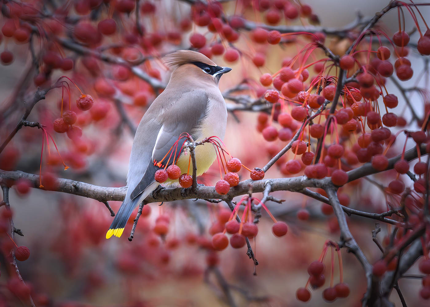 Cedar waxwing