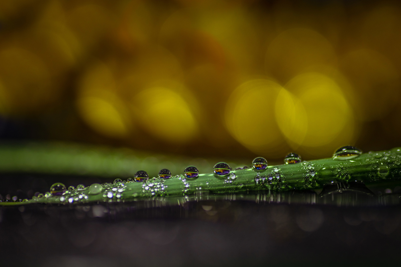 Anunciando esta época.