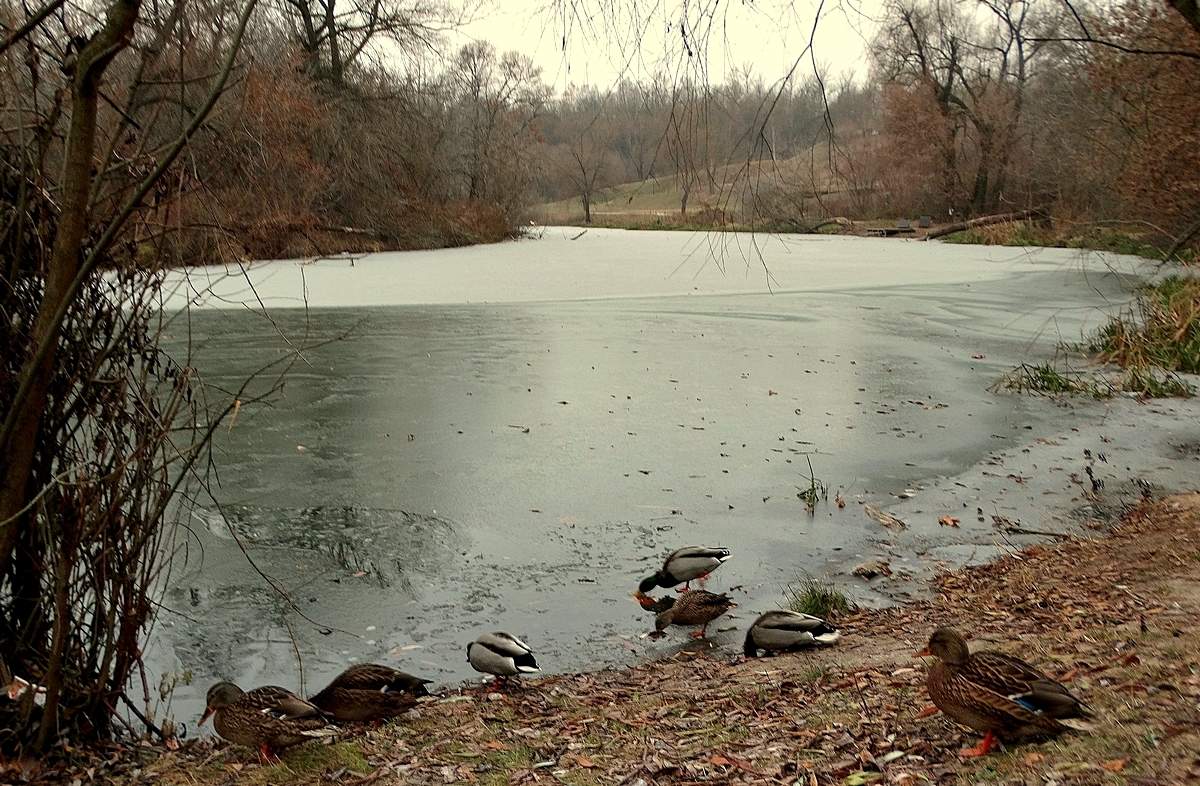 In der Gefangenschaft das Eis