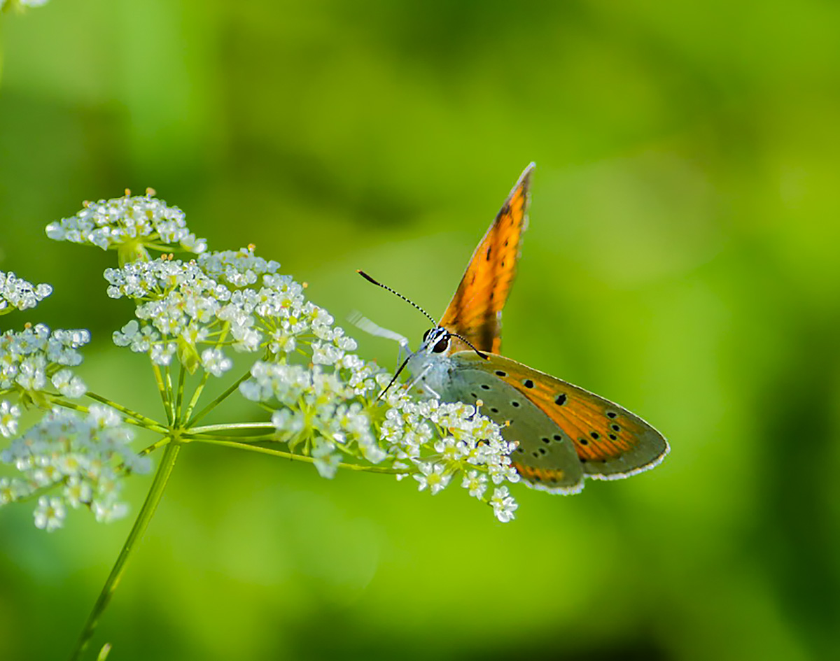 Kupfer-Schmetterling