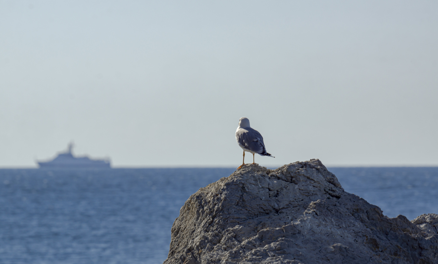 Seit Escort Schiffe ...