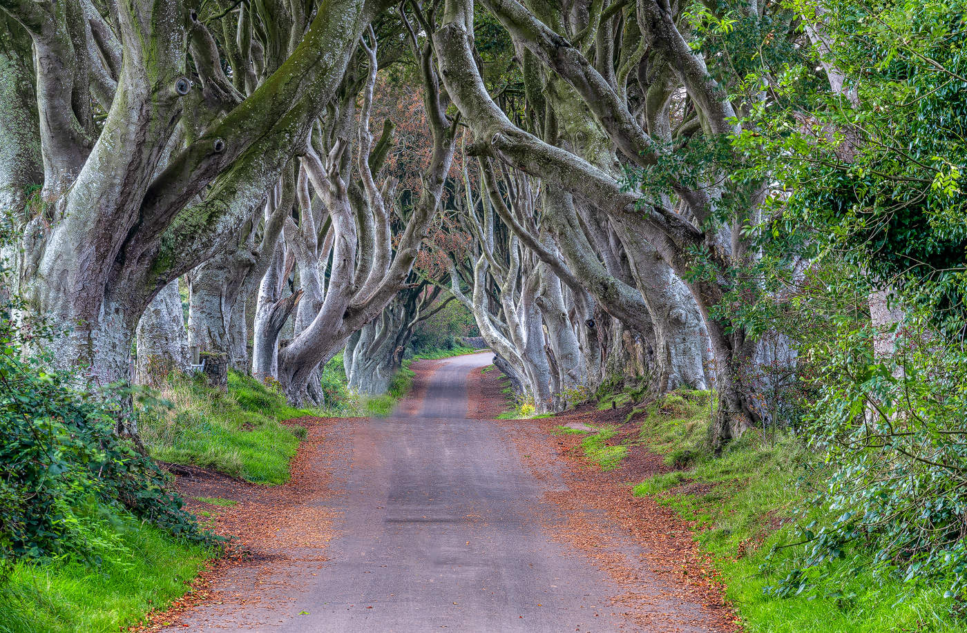 the dark Hedges