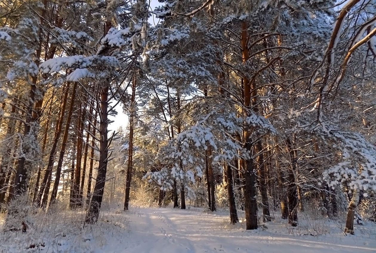 Winterwald