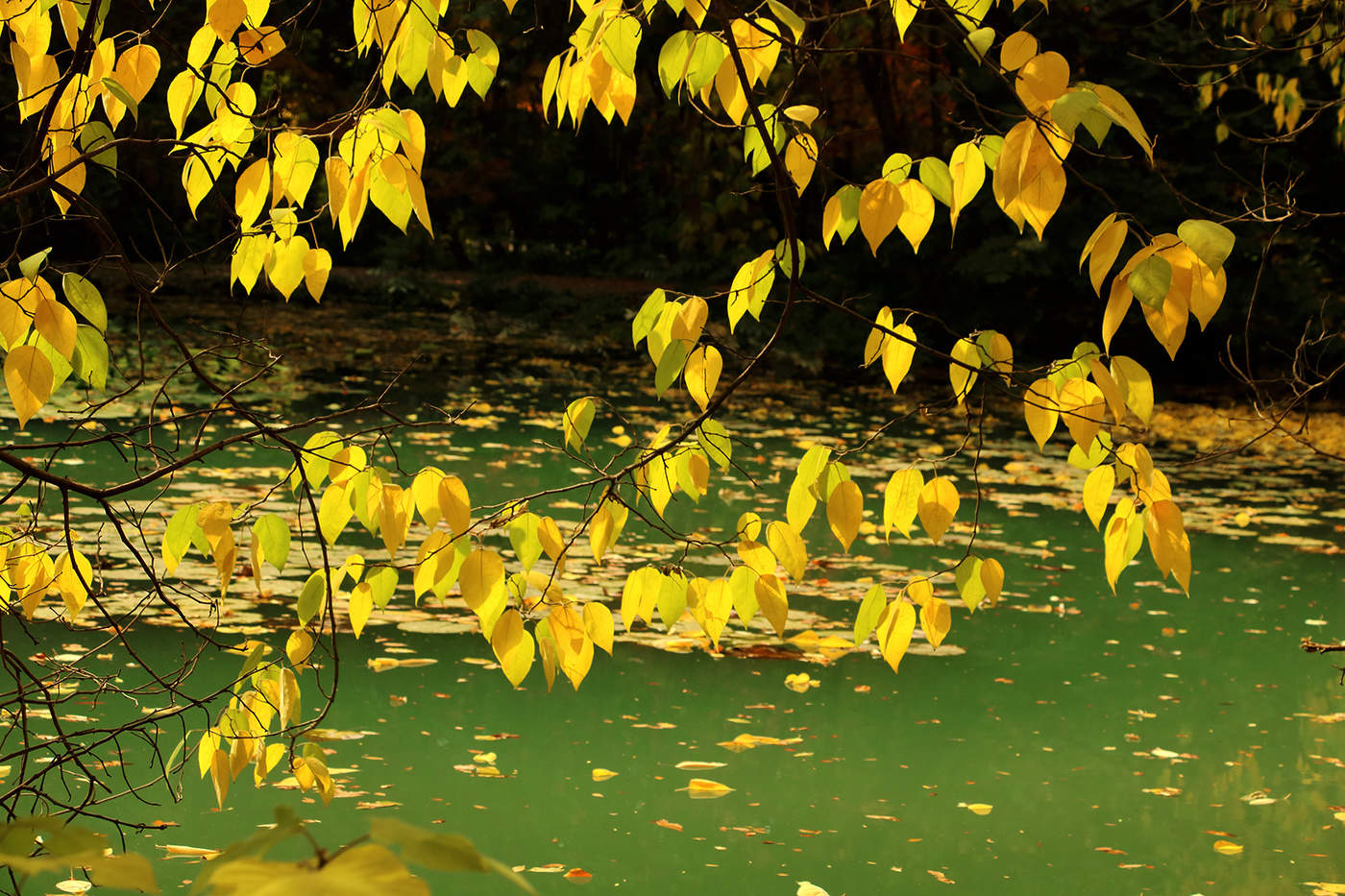 Remembering the fall ...