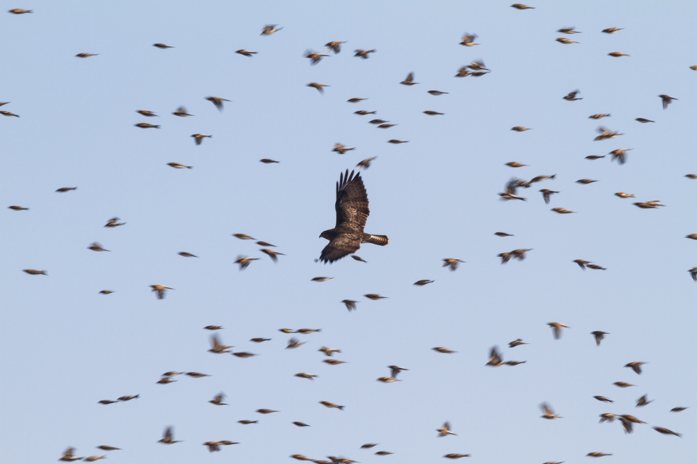 Bussard zwischen Bergfinken