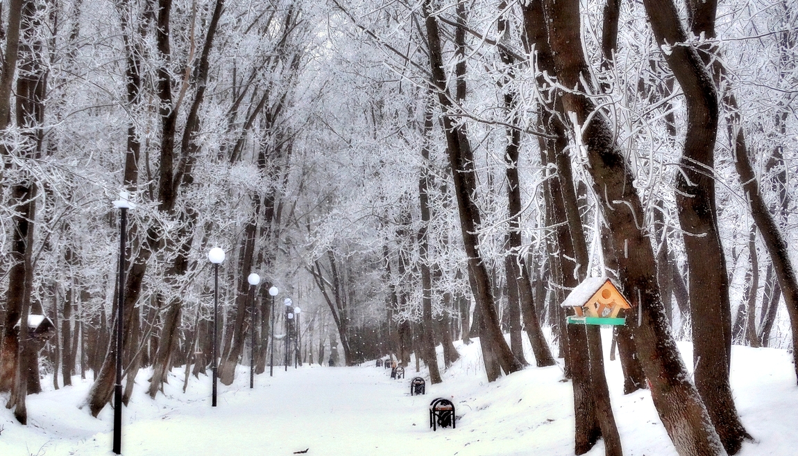 In einem verschneiten Park