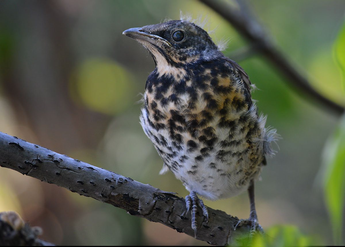 Miracle in den Federn