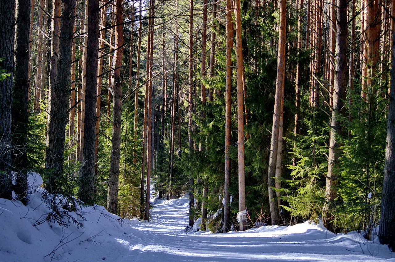 Winterwald