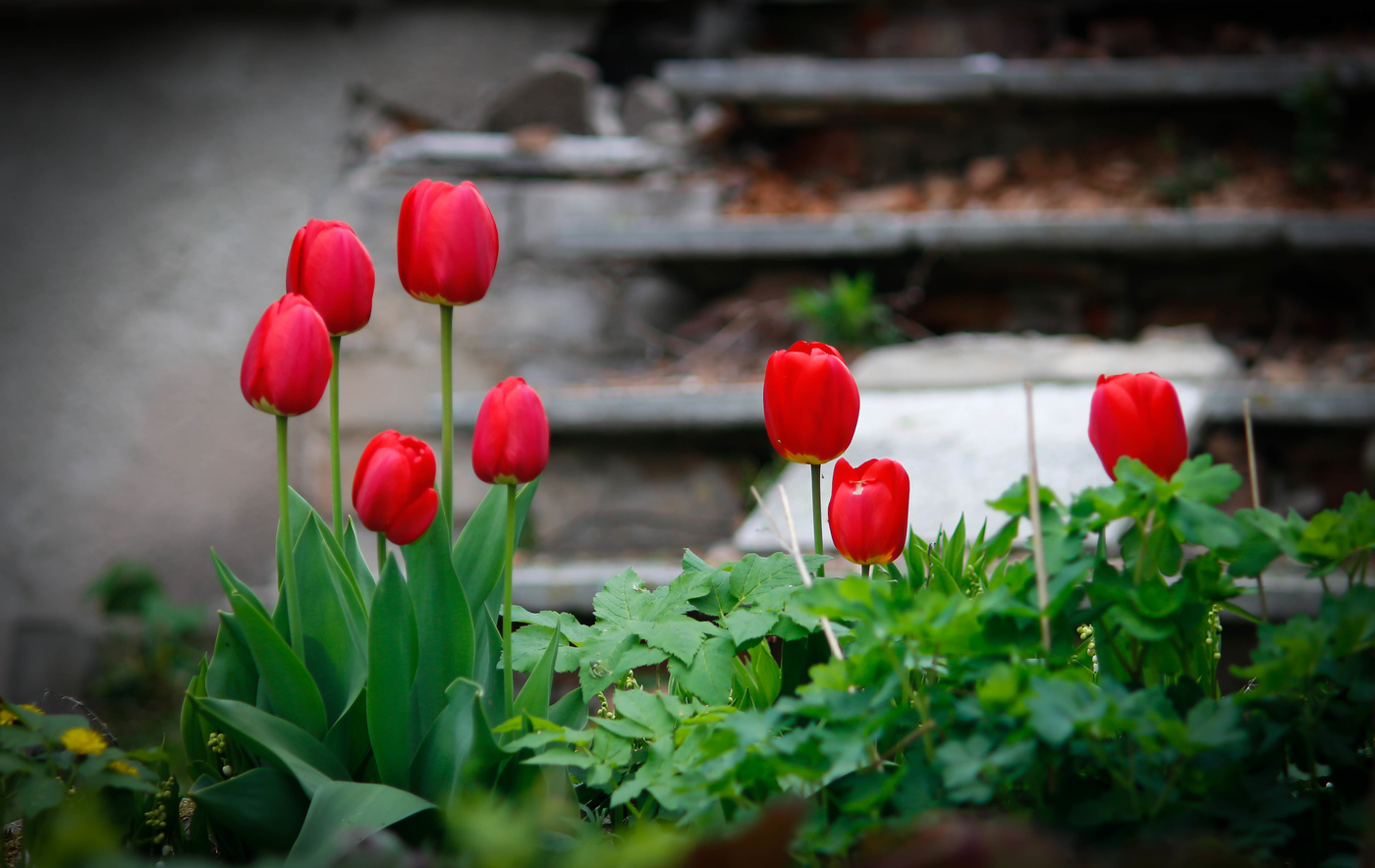 Tulips