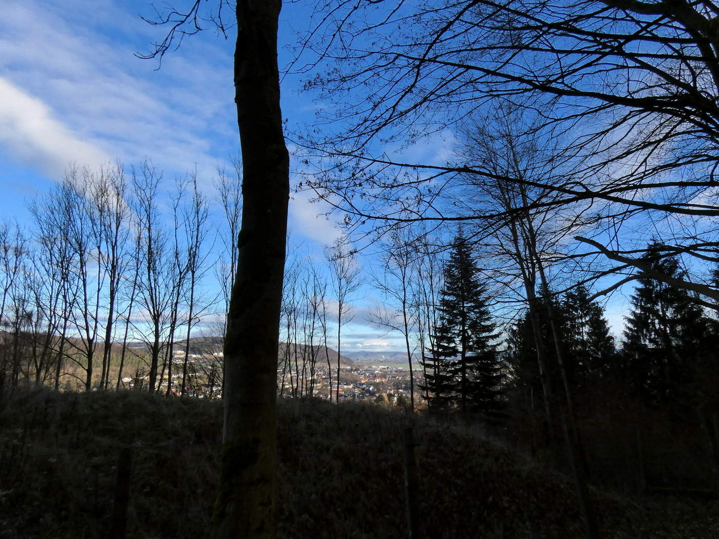 im Wald über der Stadt