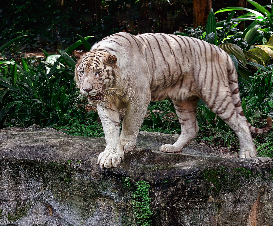 White Tiger