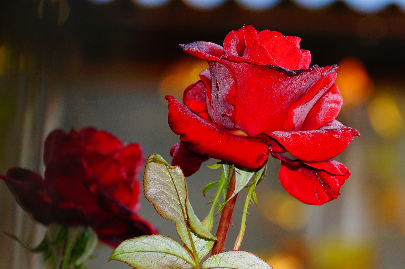 frostigen Morgengrauen