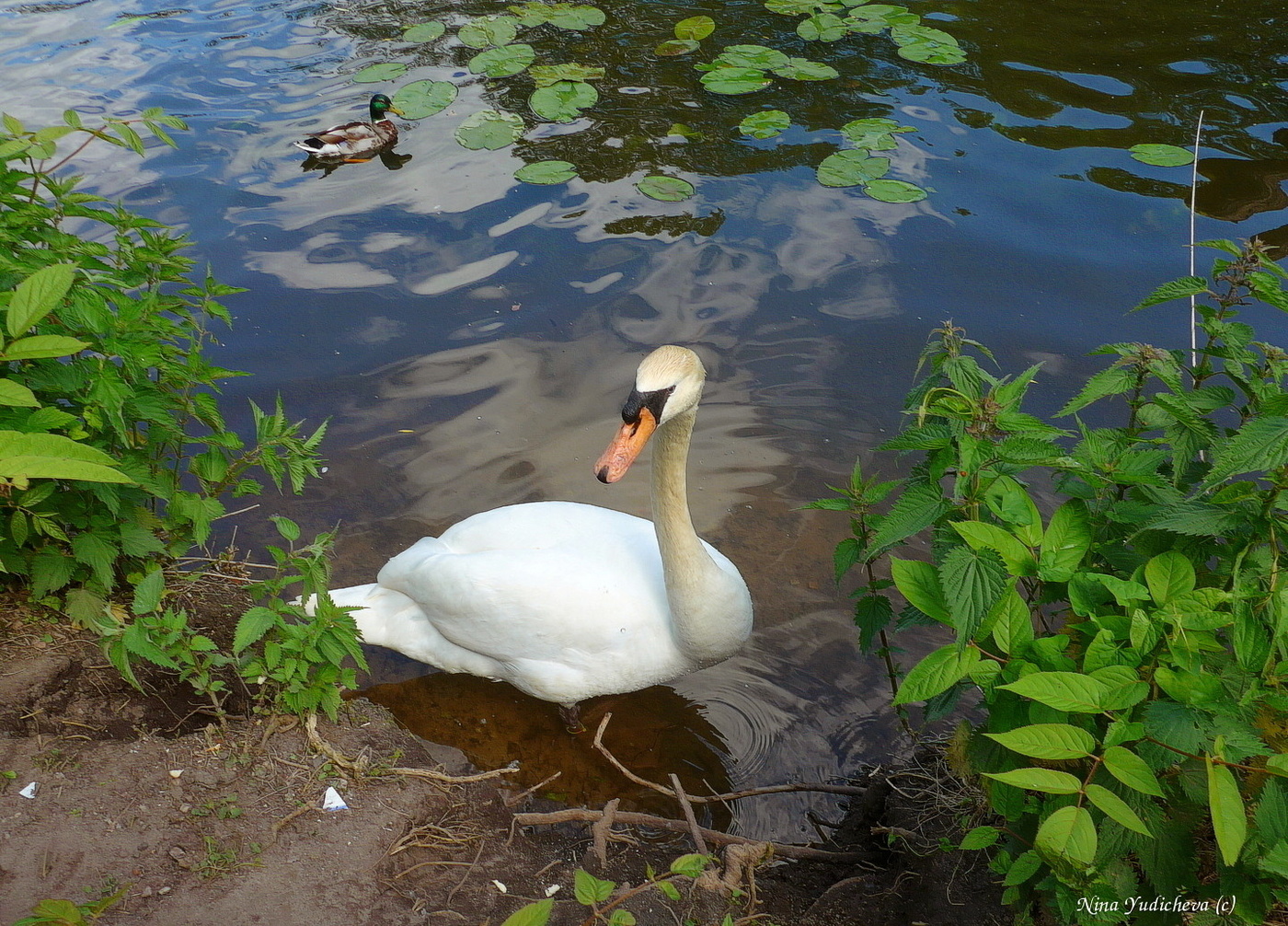 Schwan