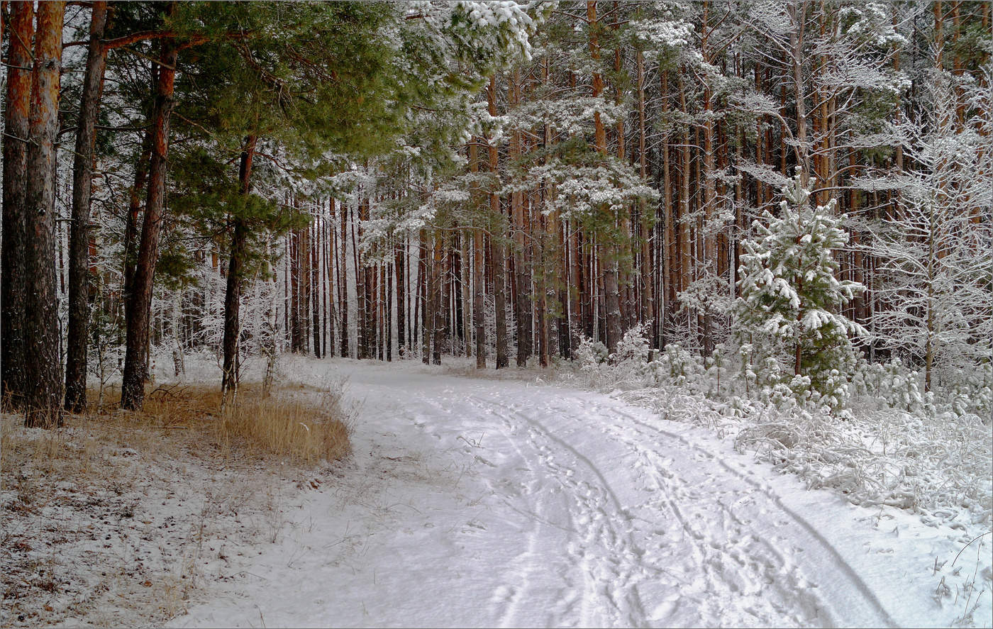 Winterwald