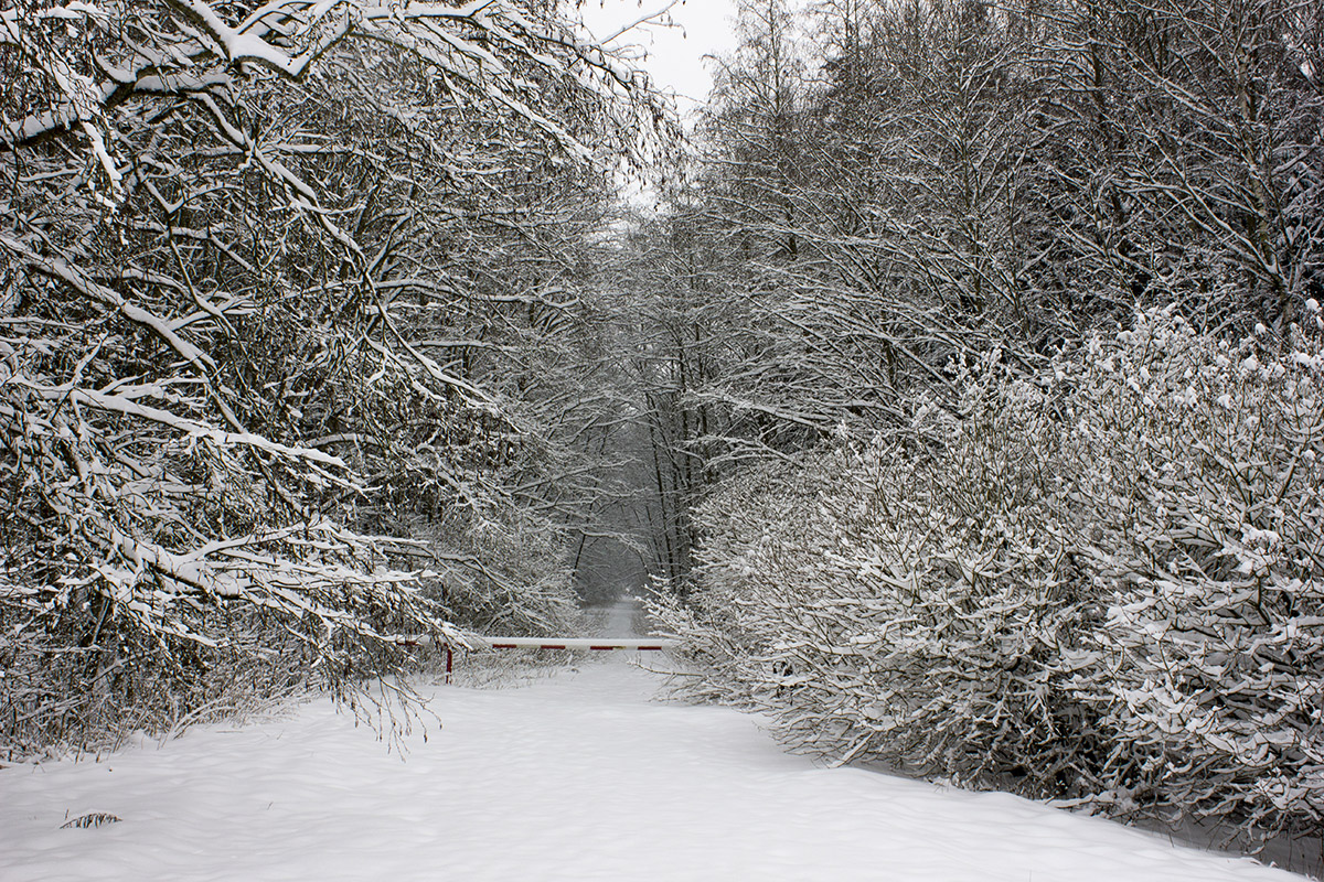 Winterwald.