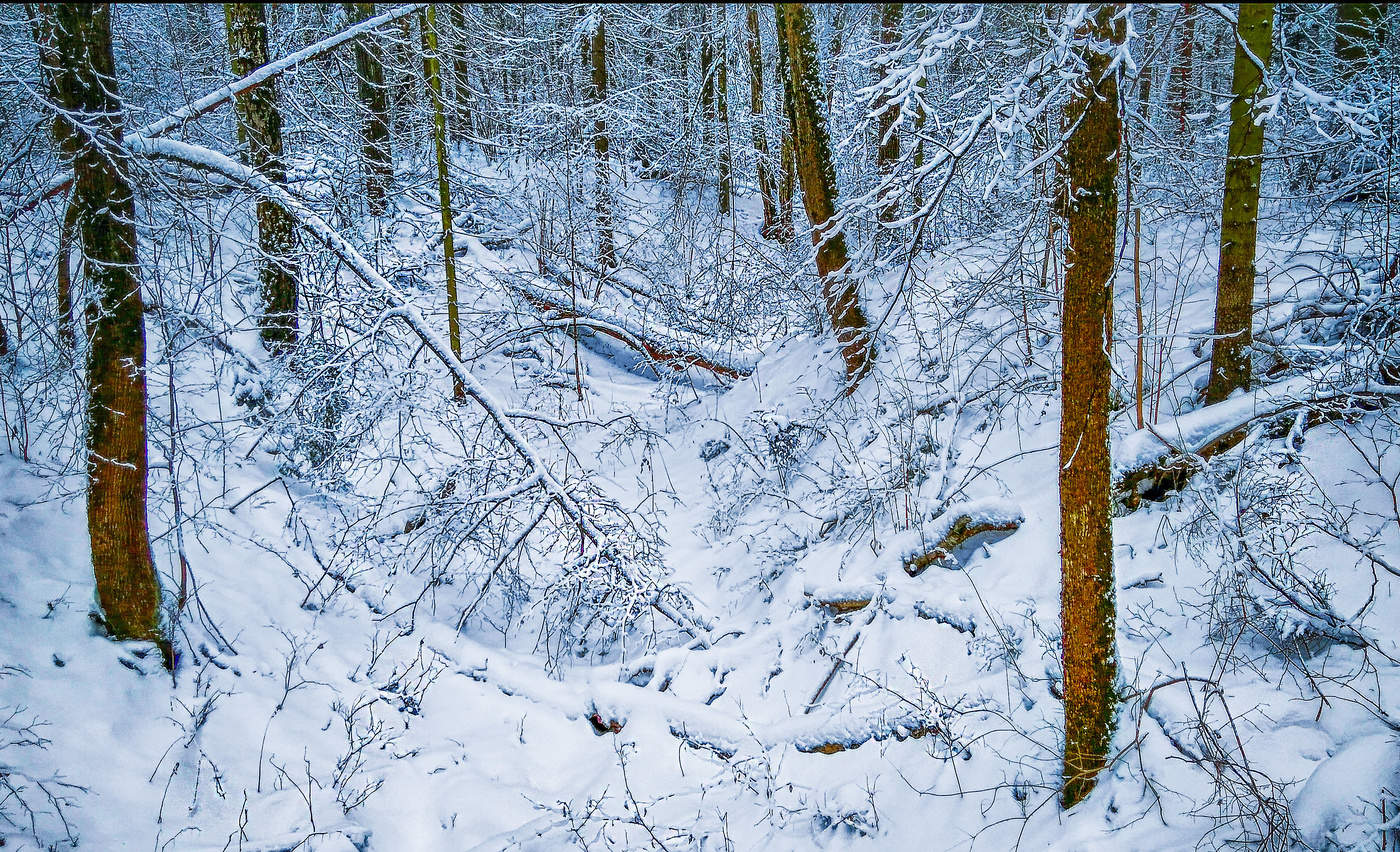 Winterwald