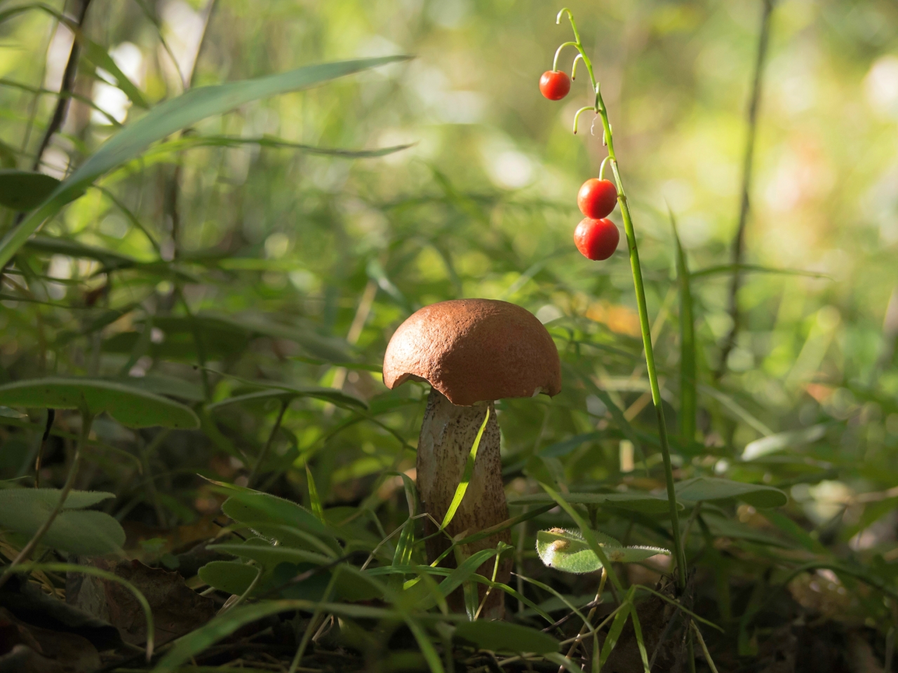 in den herbstlichen Wald
