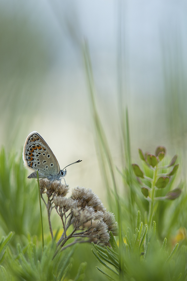 Über ein Schmetterling