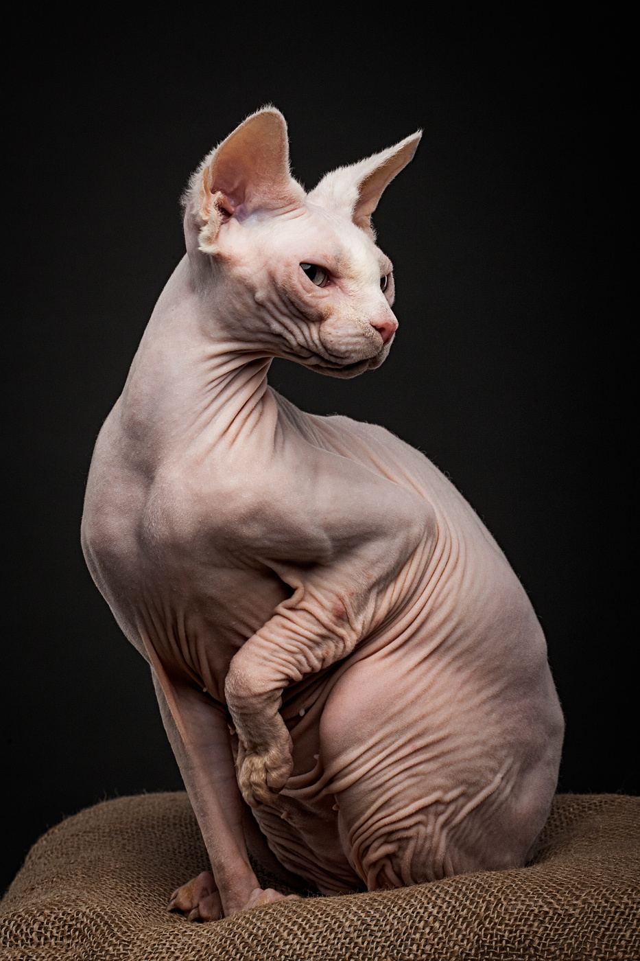 Mimiza Elit Cat Viola