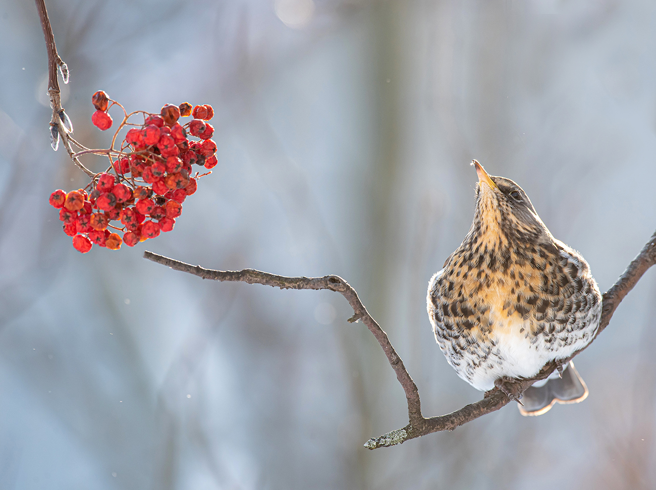 Das Leben ist schön