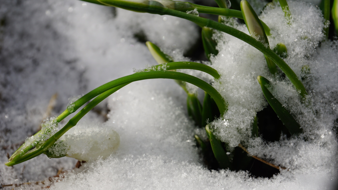 Schneeglöckchen im Schnee
