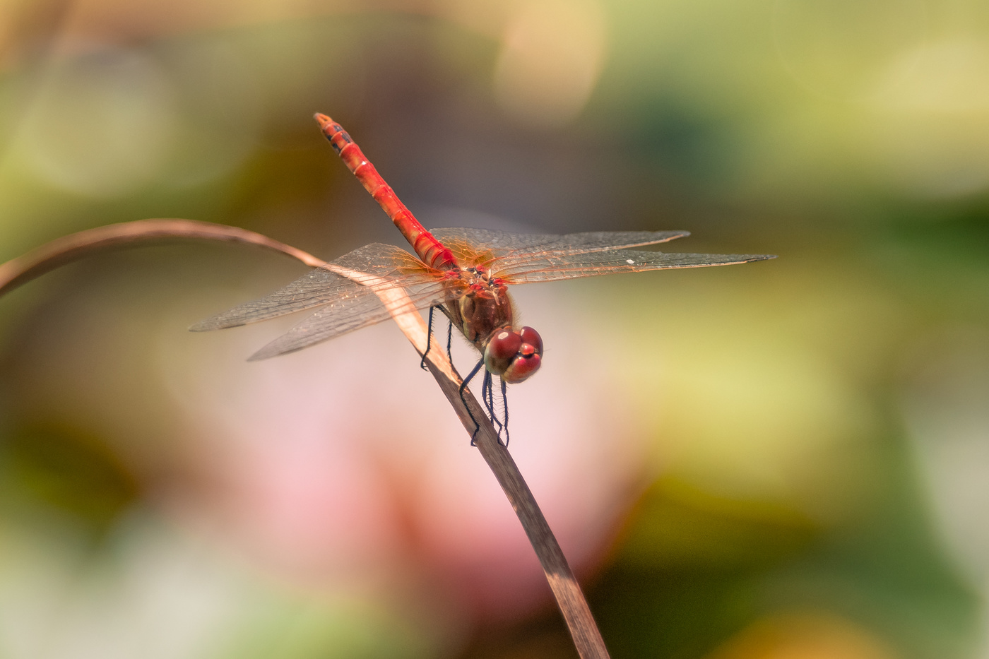 Libélulas en el estanque.
