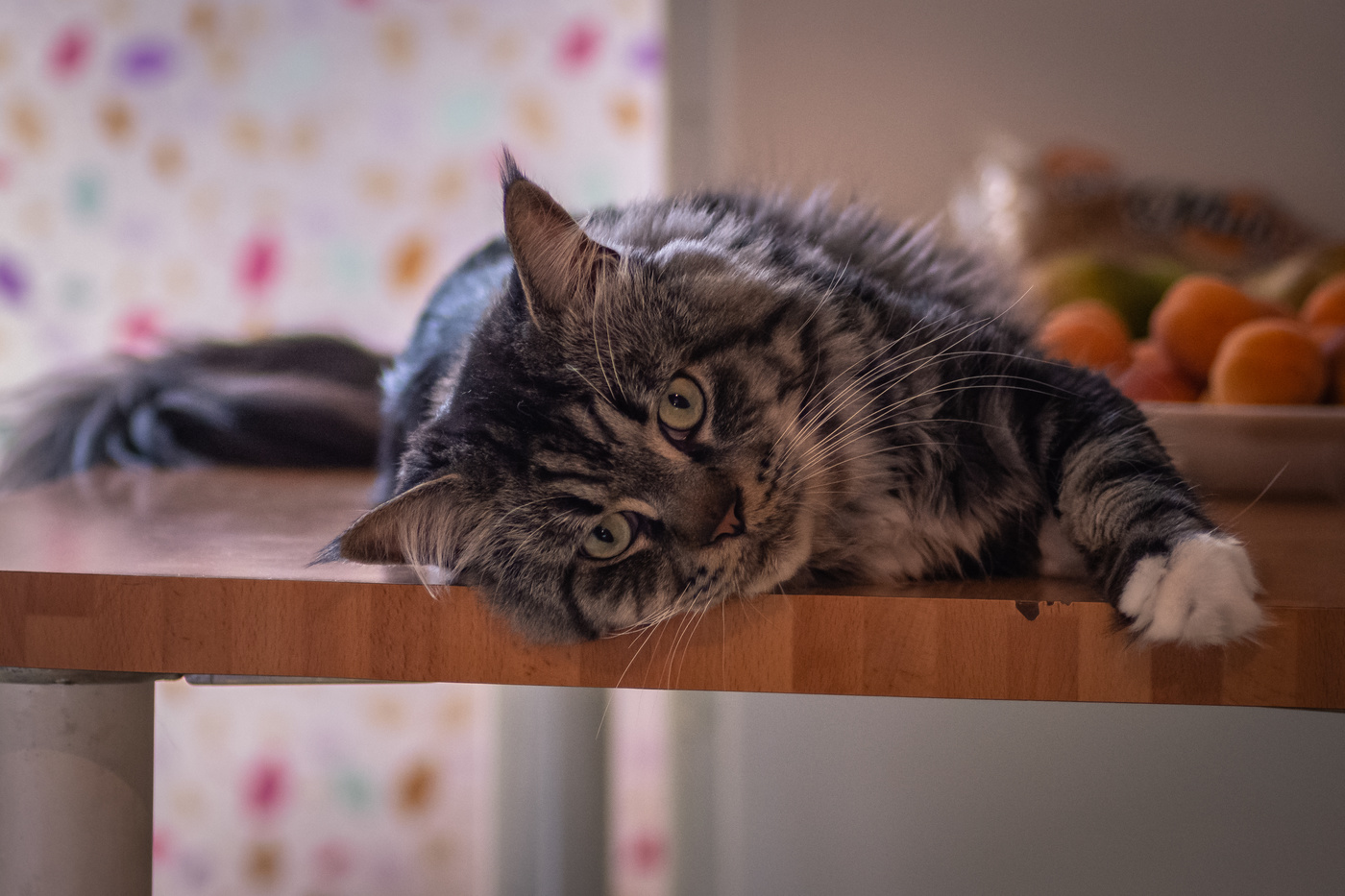 Thor, mascota de la familia.