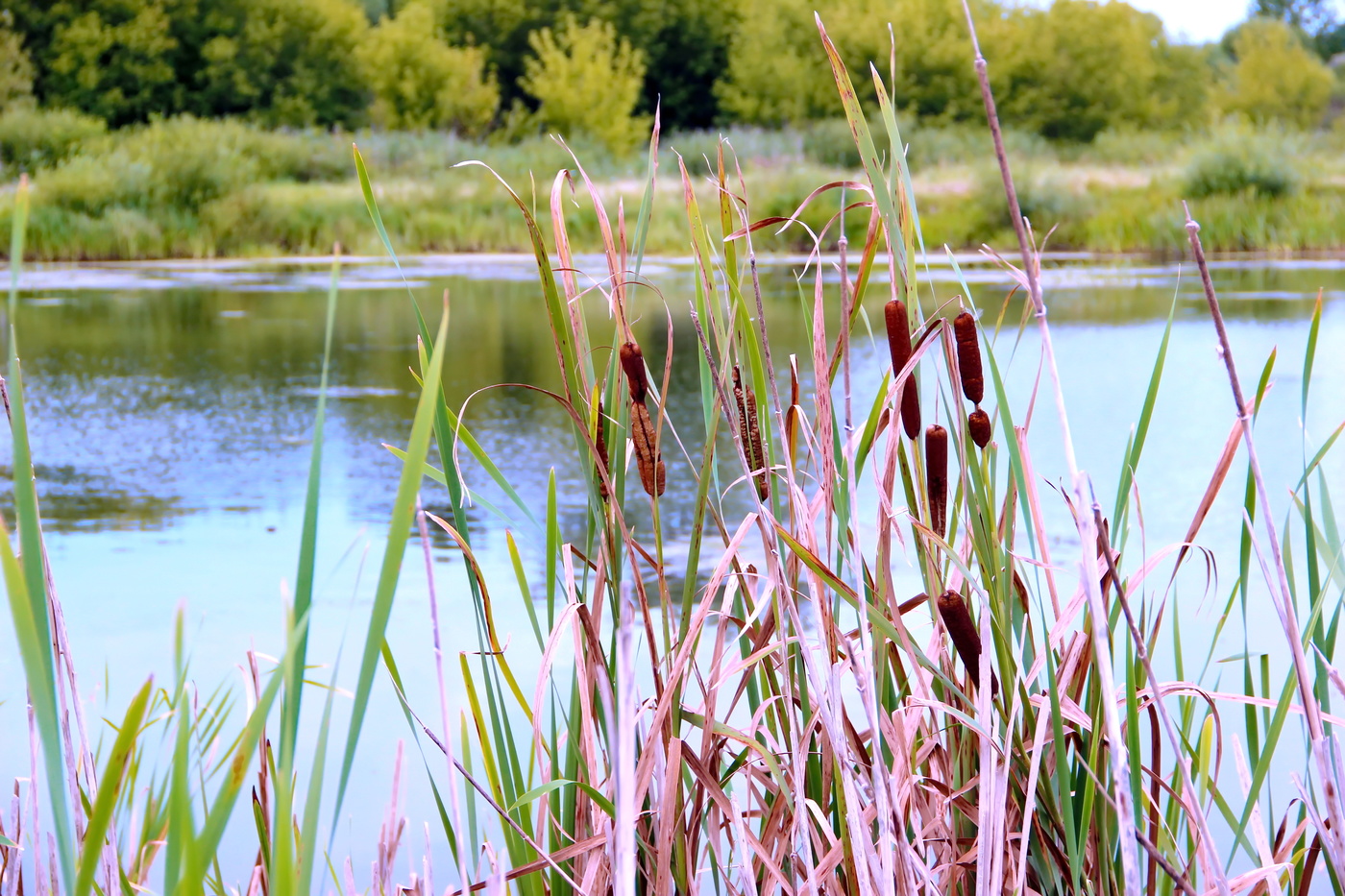Rauschende Blätter ...