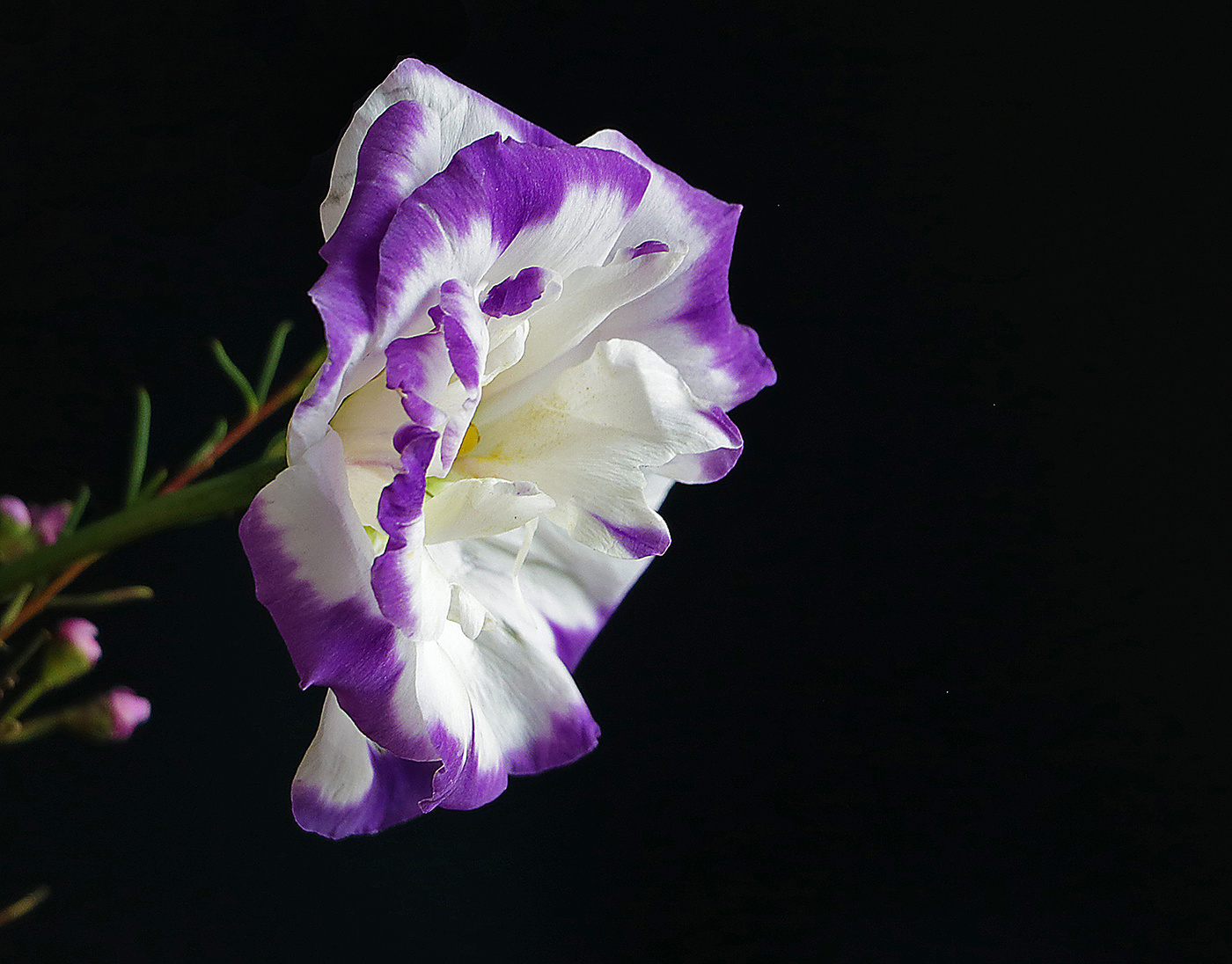 Eustoma