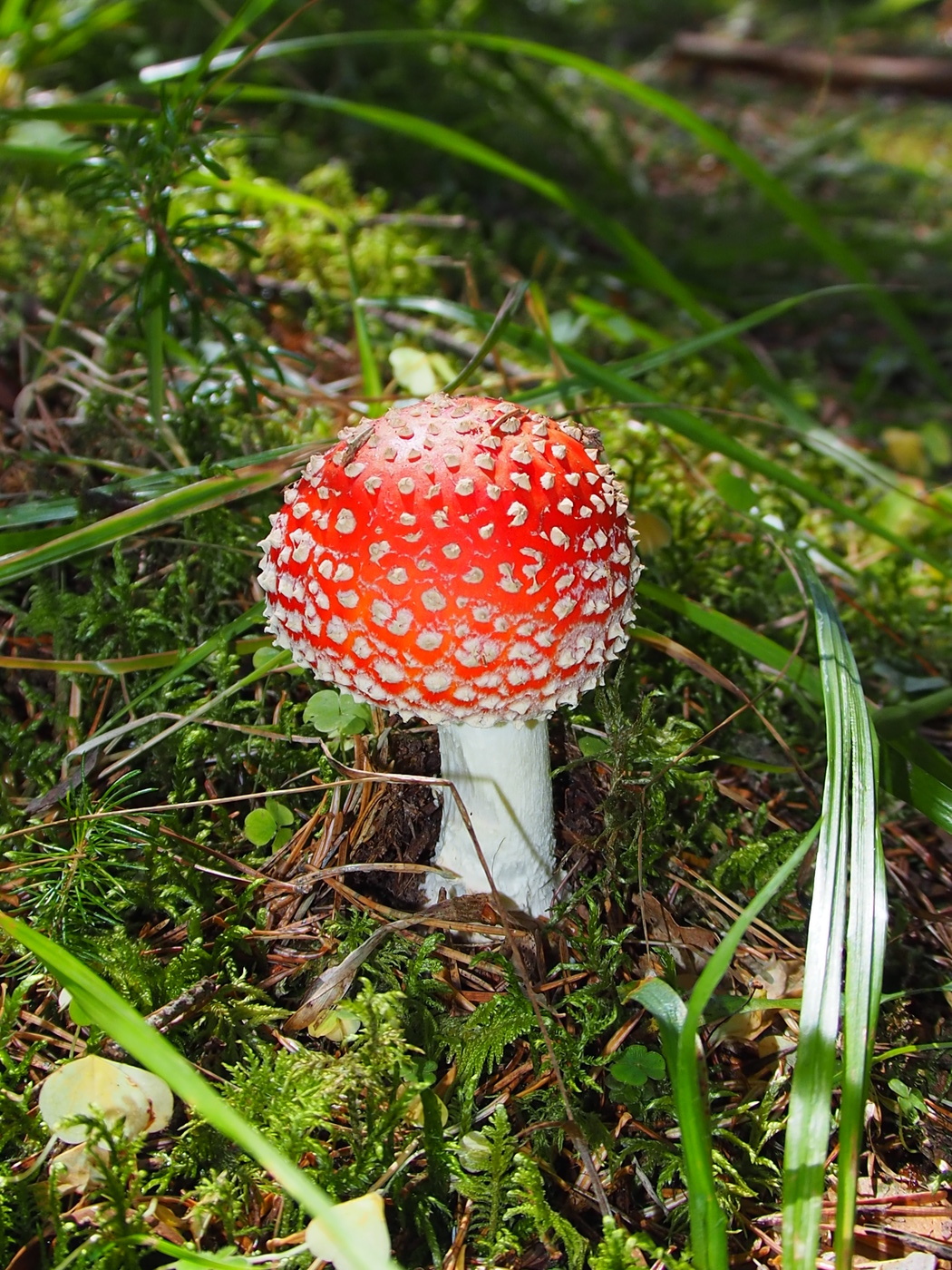 Fliegen-Blätterpilz