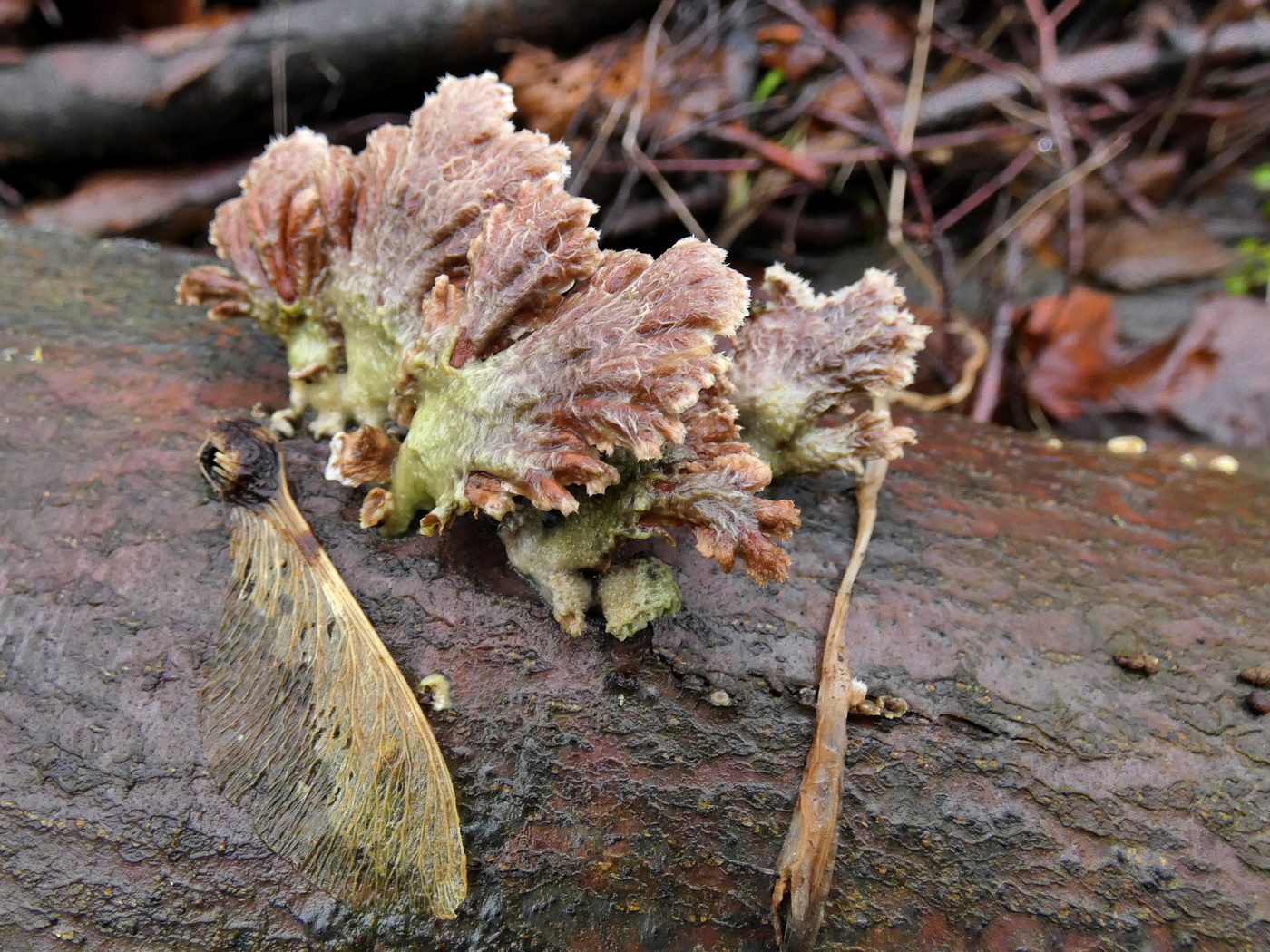 Winterpilze, Spaltblättling