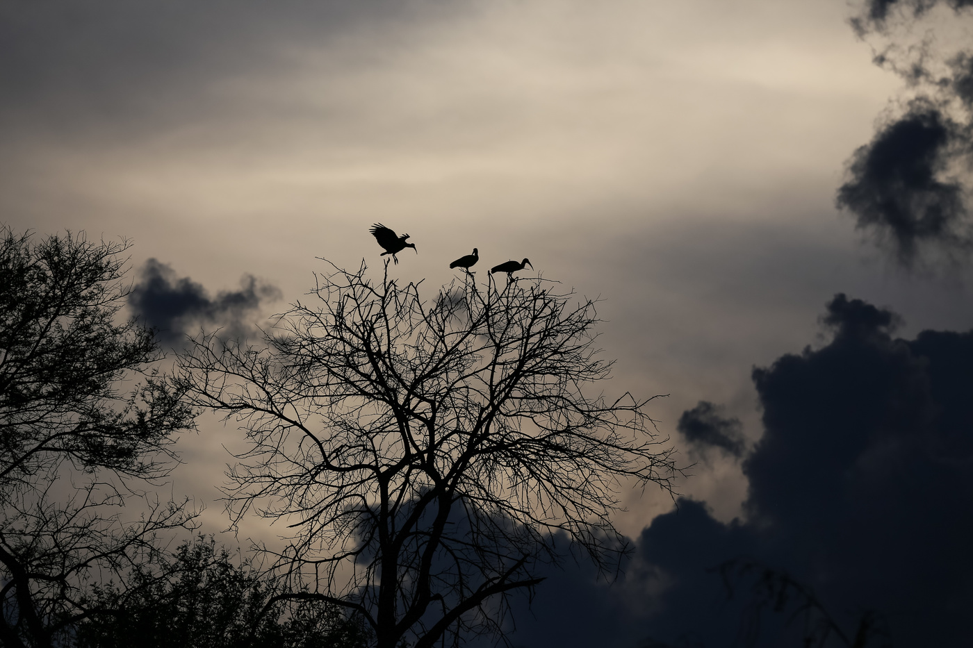 in Afrika fotografiert
