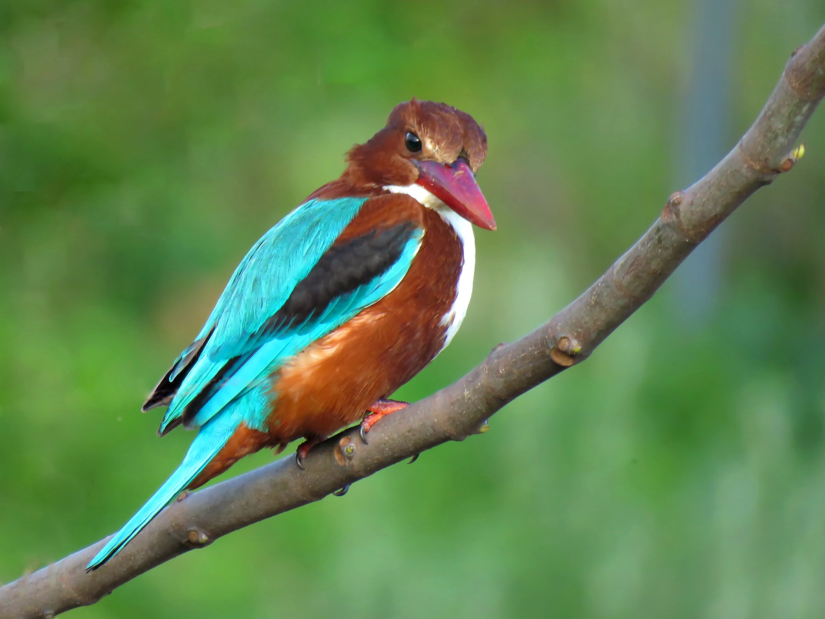 Krasnoklyuvaya Alcyone